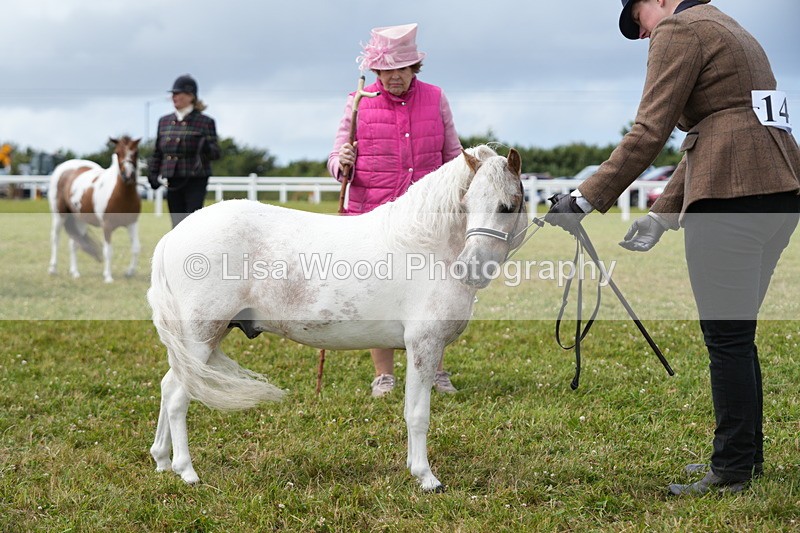 DSC06924 - Class 60: Coloured Pony 4yrs & over