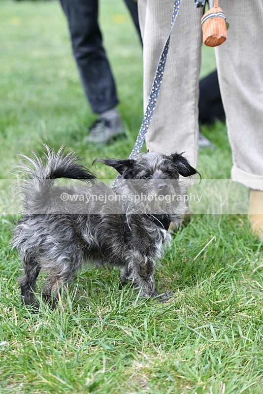 WJ5_9290 - Class 1 Best Cross Breed / Heniz 57