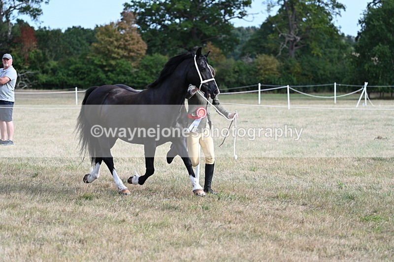 WJ7_8212 - In-hand Championship