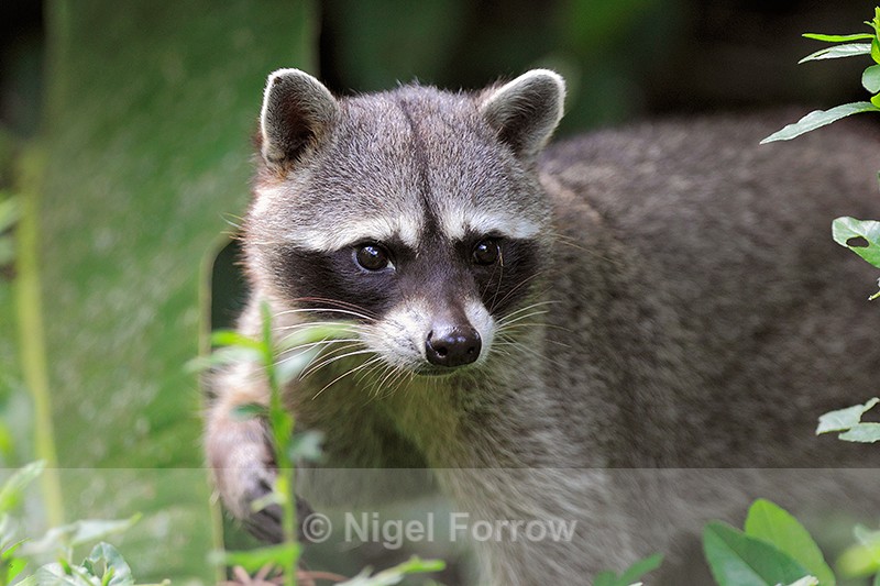 Escaped Northern Racoon at Asis Animal Rescue Centre - Racoon