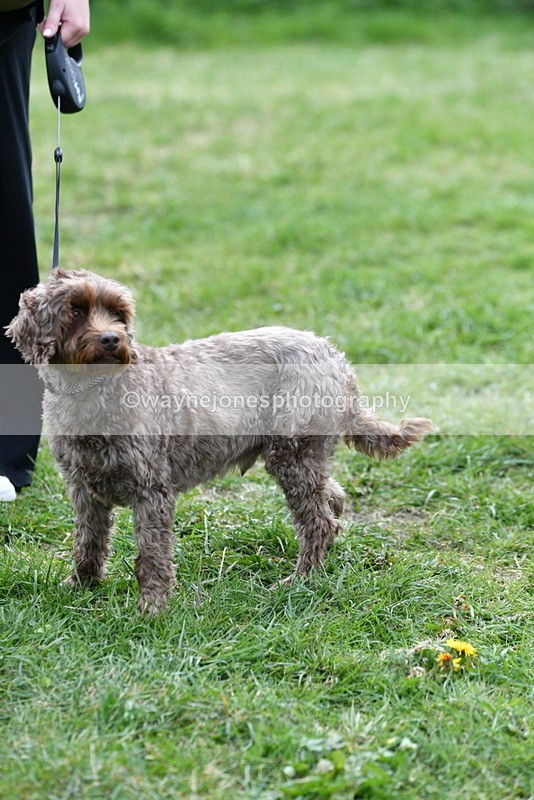 WJ5_9373 - Class 1 Best Cross Breed / Heniz 57