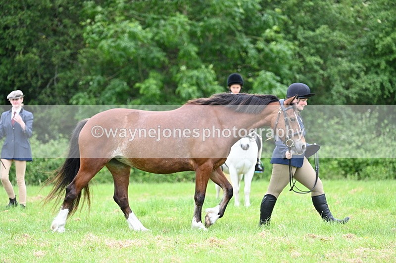 WJ7_4449 - Class 14B Prettiest Mare