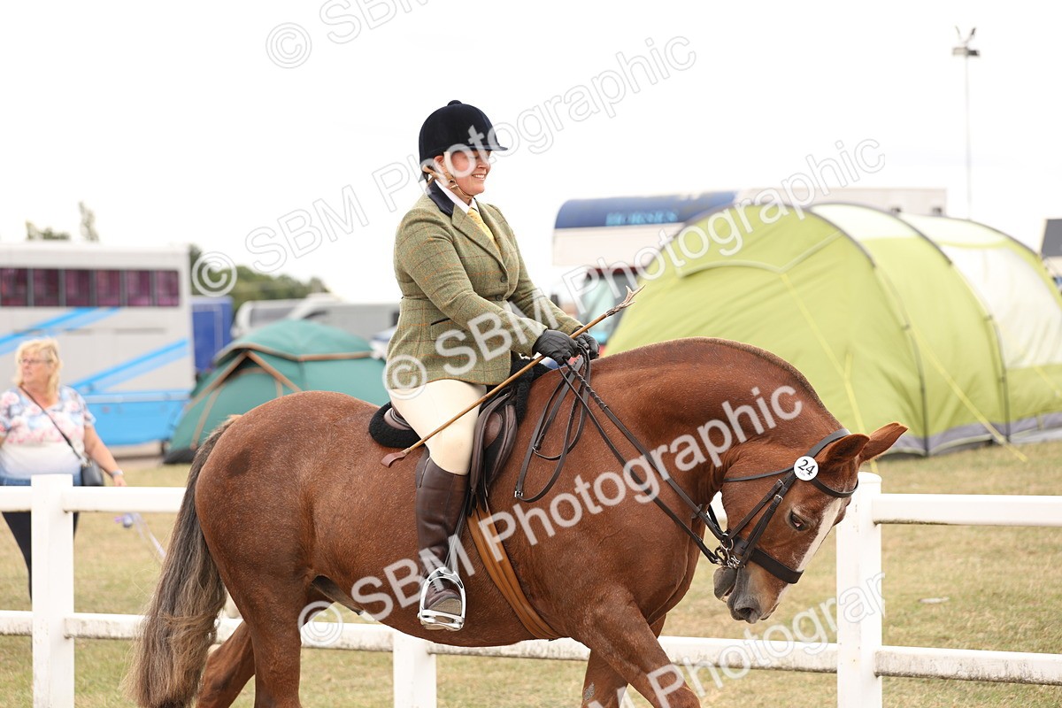 SBM_19480 - Class 215 - Ridden Show cob