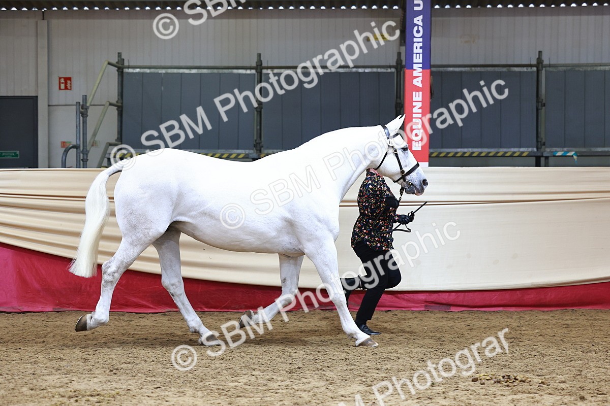 SBM_23070 - Class 903 - Supreme Final - IH Pre Vet