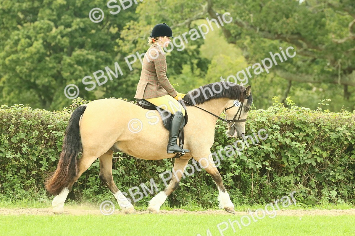 SBM_71845 - S60 - Mountain & Moorland Ridden Large Breeds
