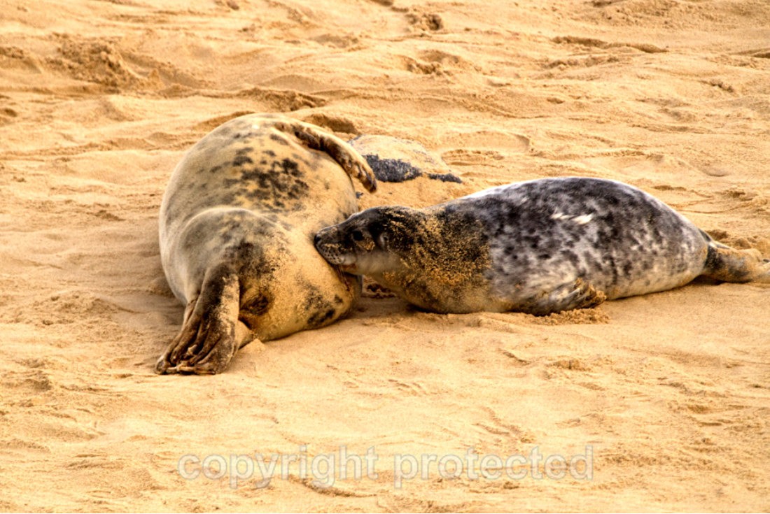 Grey Seal Pup - Norfolk