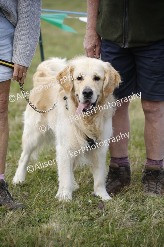 20250831-3633 - Dog Show