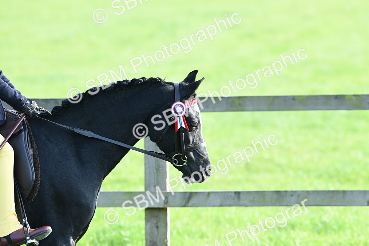 SBM_52353 - S22 - 1st Ridden Show & Show Hunter Pony