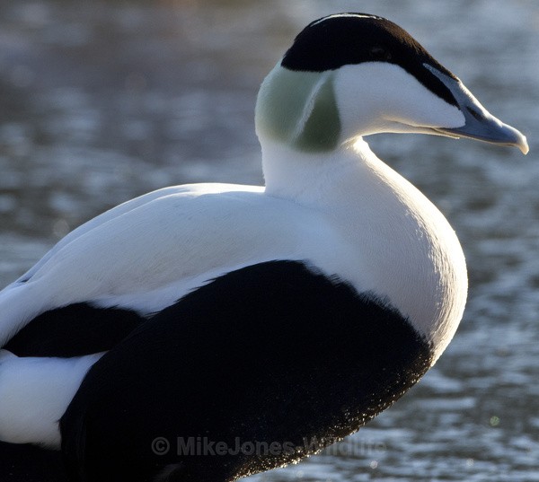 EIDER - THE COMMON EIDER DUCK