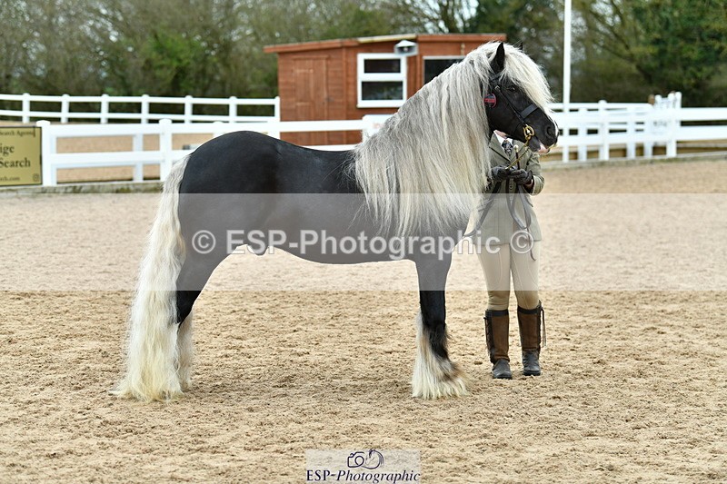 230416A-114701-04196 - Cls 47 In Hand Racehorse to Showhorse