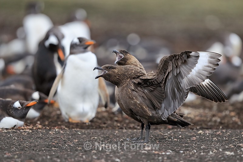 Brown Skuas calling near Gentoo Penguin colony, Falklands - Falkland (Brown) Skua