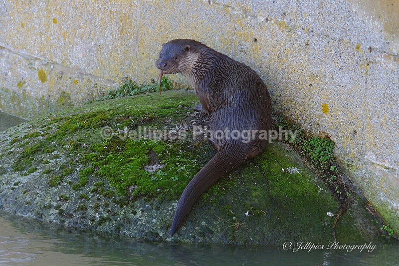  - Wildlife and Nature