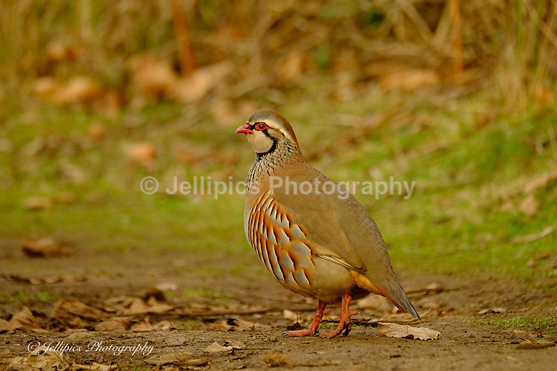  - Wildlife and Nature