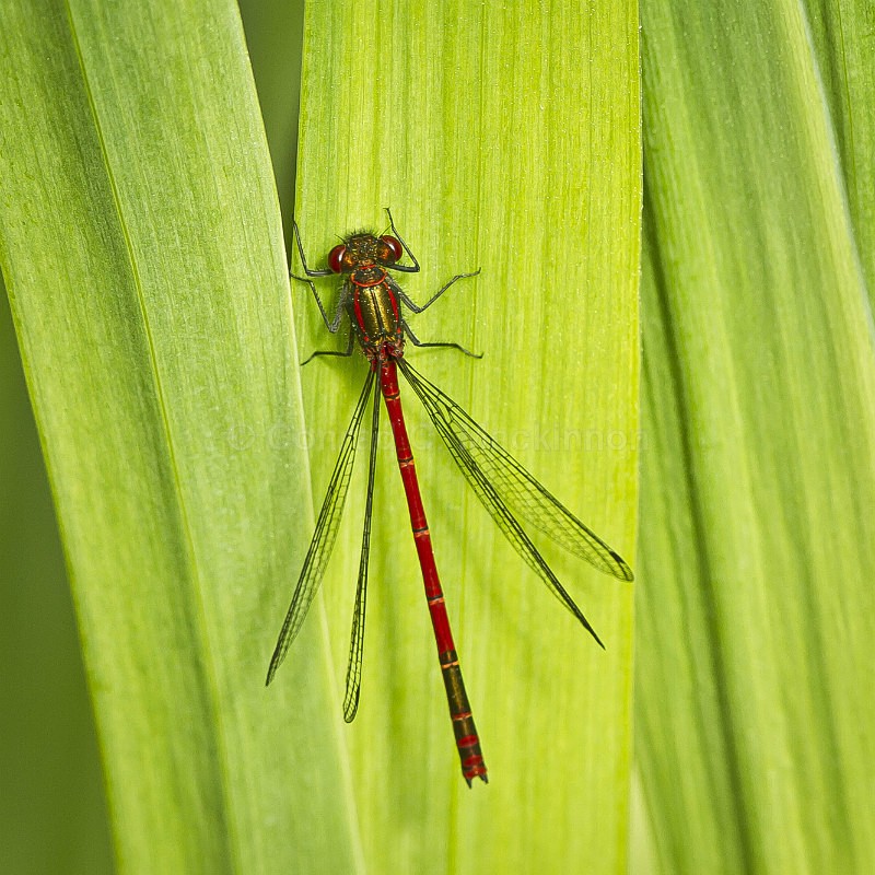 Red on green - Dragons