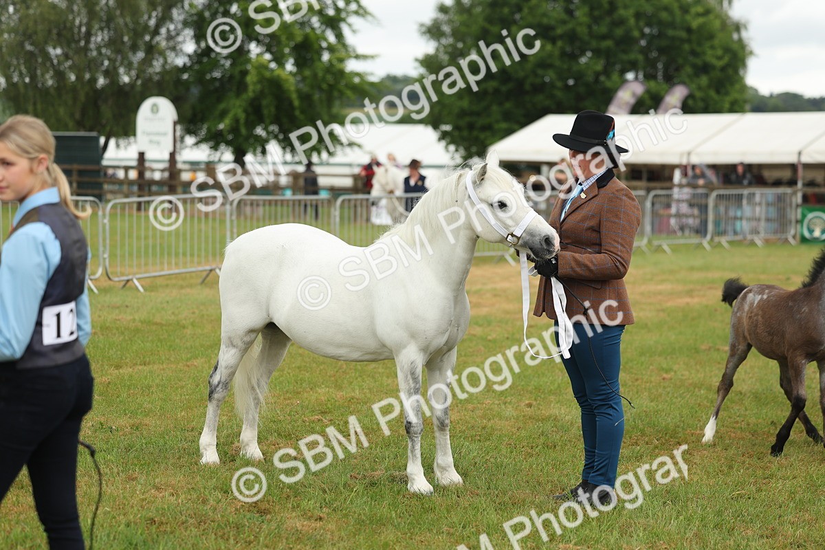 SBM_01601 - Class 50-57 - M&M Welsh Pony In Hand