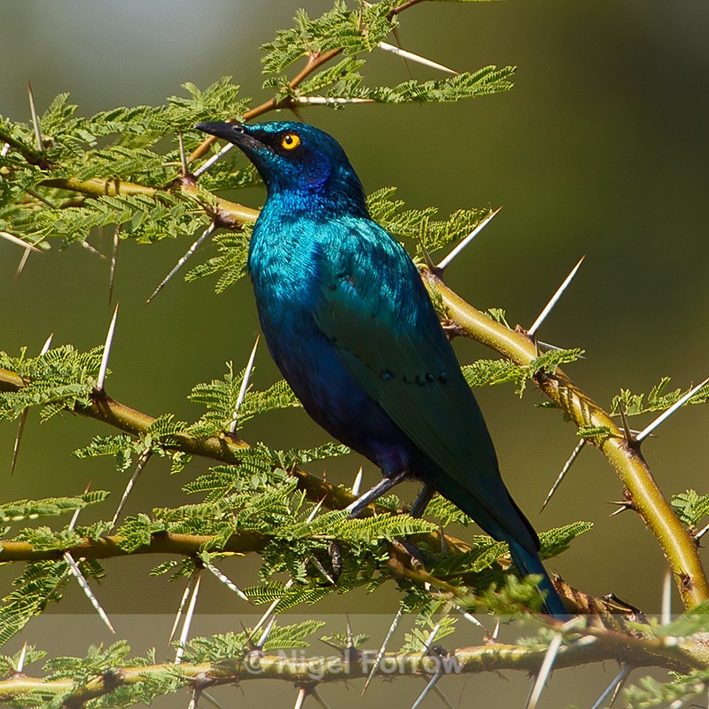 Greater Blue-eared Starling - Greater Blue-eared Starling