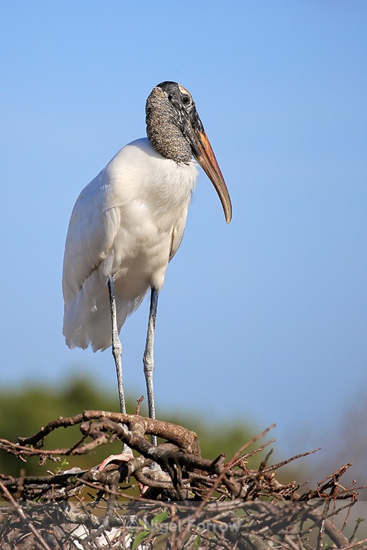 Wood Stork standing on nest, Wakodahatchee Wetlands, Florida - Wood Stork