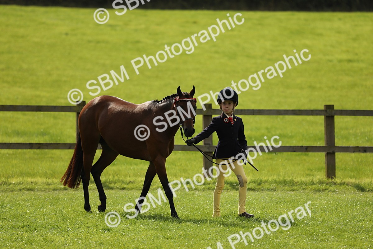 SBM_65565 - S48 - Show Pony & Show Hunter Pony In Hand