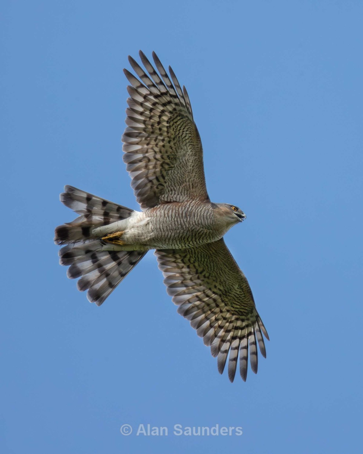 Eurasian Sparrowhawk 5 (male)