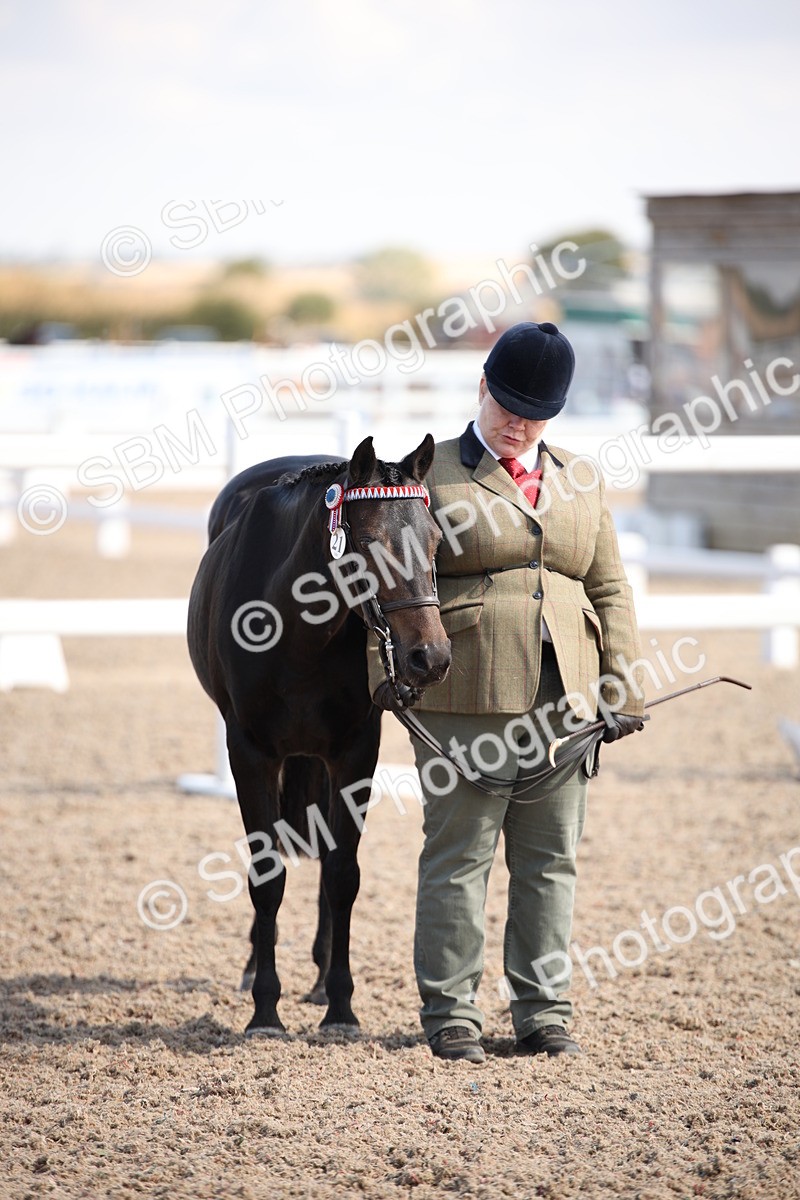 SBM_03055 - Class 17 Prettiest Mare IH or Ridden