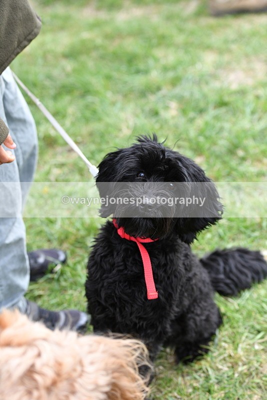 WJ5_9249 - Class 1 Best Cross Breed / Heniz 57