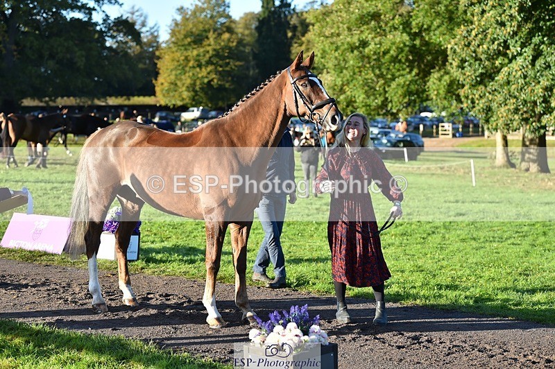 231022-092450-21766 - 639-TRAQ.TIME-Madeleine.Ellis-TrotUp+SJ