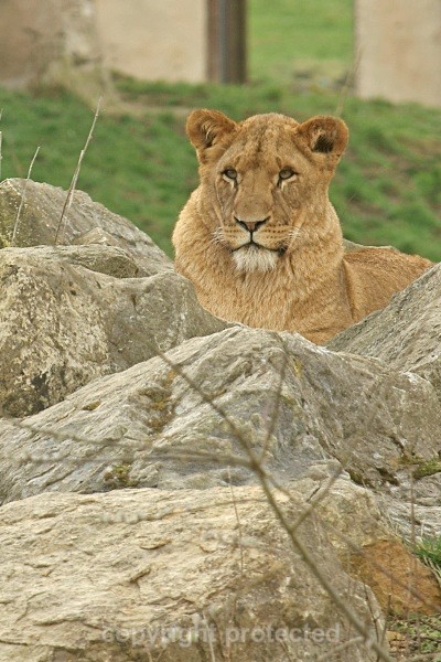 African Lion (Flamingo Land) - African Lions