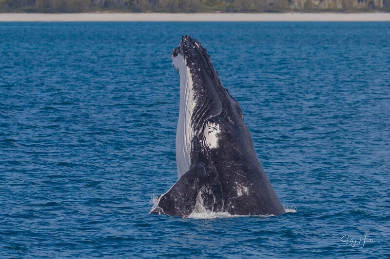 HB Breach 1. 0A3A7708 - 2025 Hervey Bay Whales