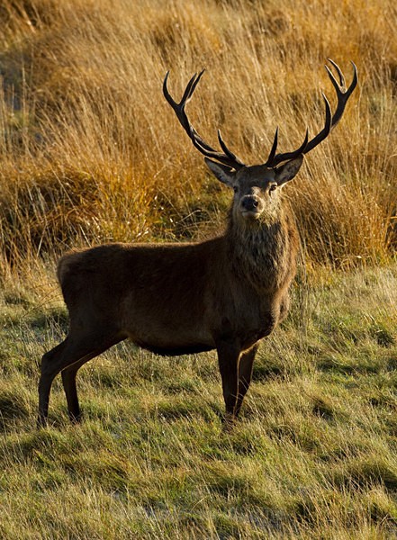 RED DEER ref rd 12b - RED DEER