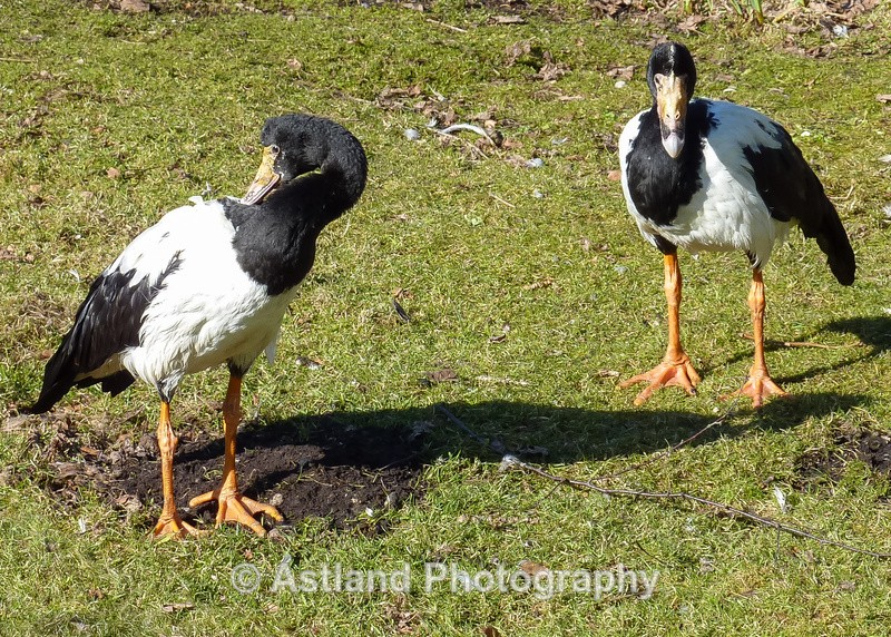 Astland Photography, Bird and Wildlife Images, Susan and Peter Wilson, U.K.