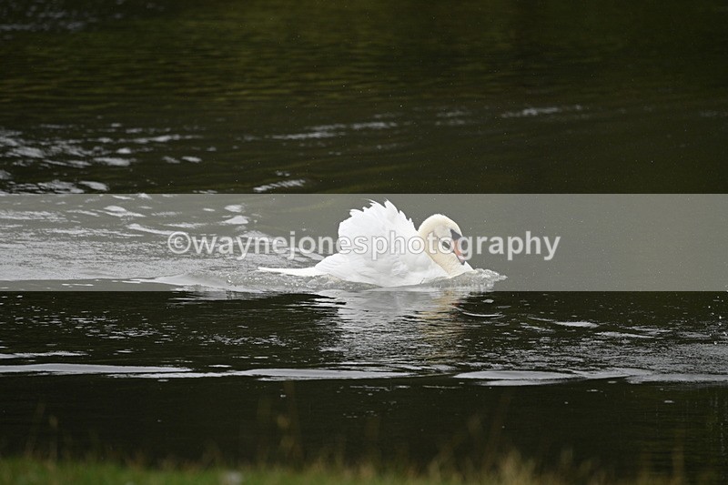 WJ7_7490 - Time at Water 10:28 to 11:05