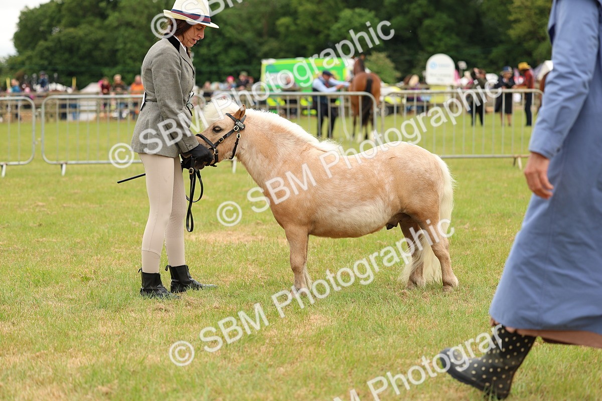 SBM_04451 - Class 64-67 - Shetland Pony In Hand