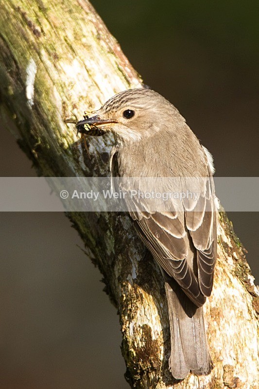 20110613-IMG_5718 - Flycatchers