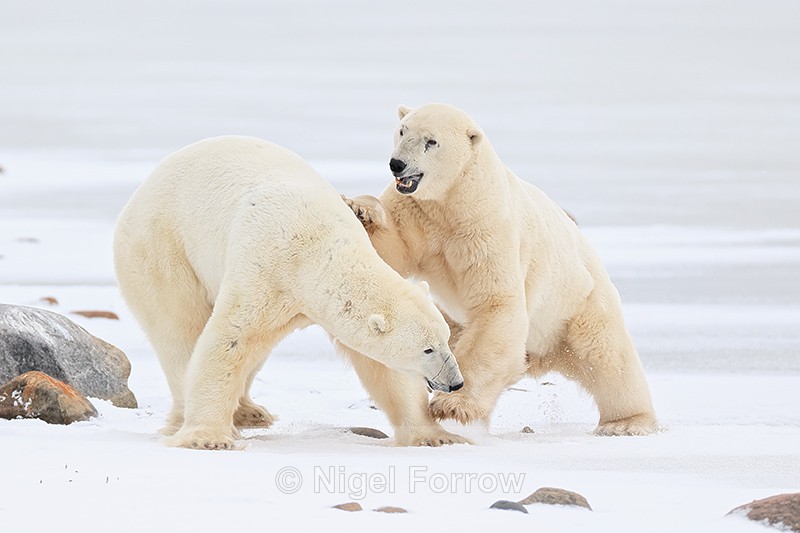 Male Polar Bears scrapping, Churchill, Canada - Polar Bear