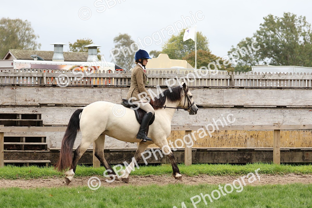 SBM_69574 - S62 - Mountain & Moorland Ridden Large Breeds