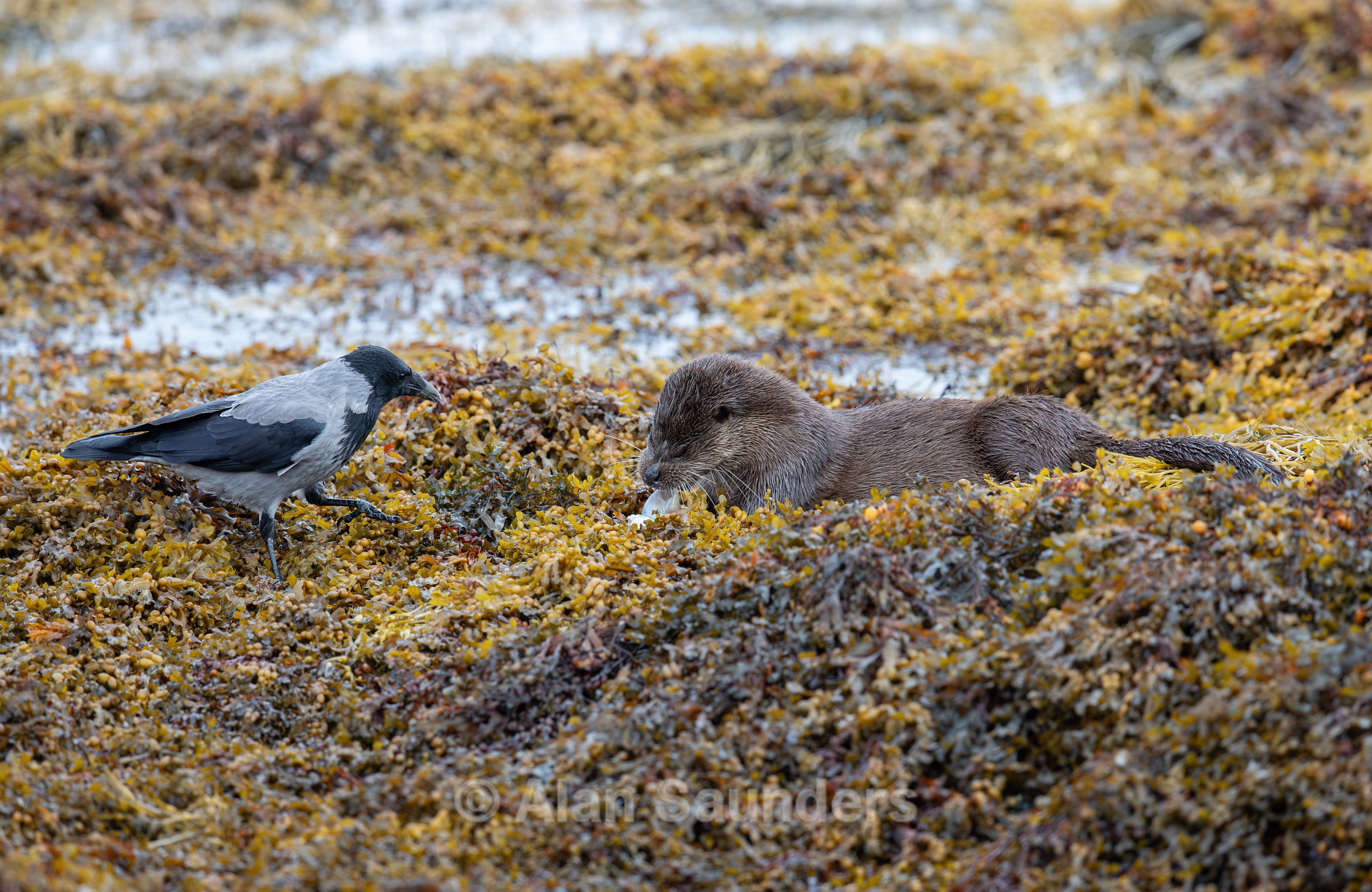 Hooded Crow 5