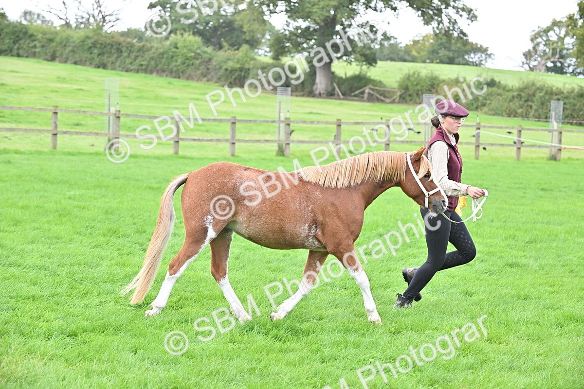 SBM_61110 - S48 - Mountain & Moorland In Hand Small Breeds