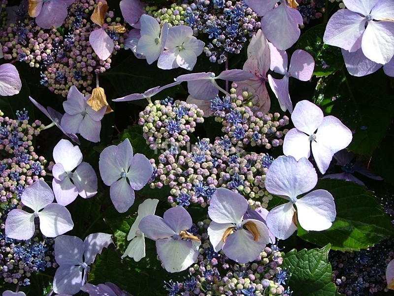 F1006 - Flowers
