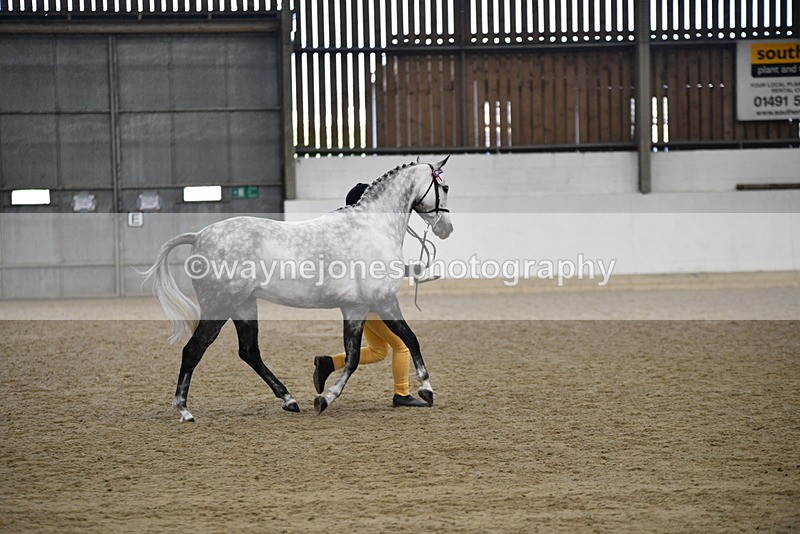 WJ5_5749 - Morning in hand Championship