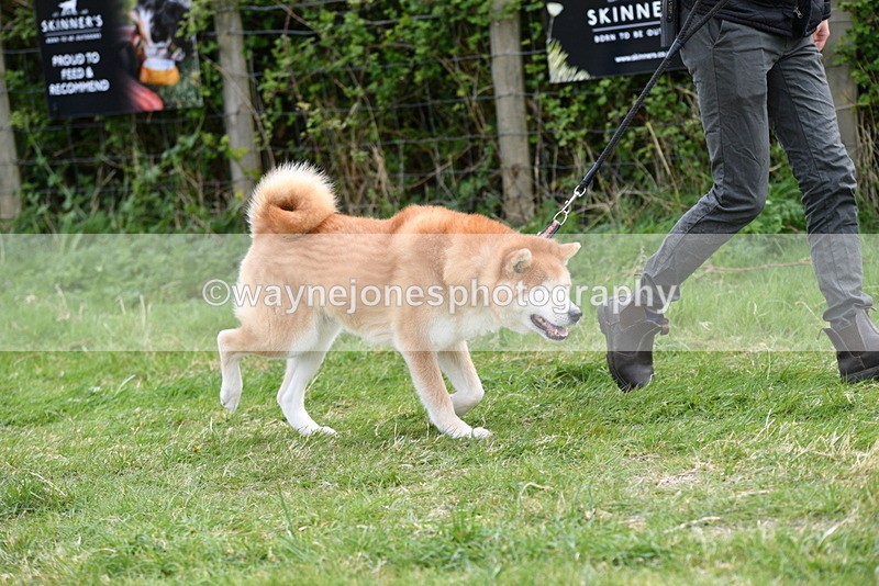 WJ5_9972 - Class 5 Best Veteran / 7 years & over