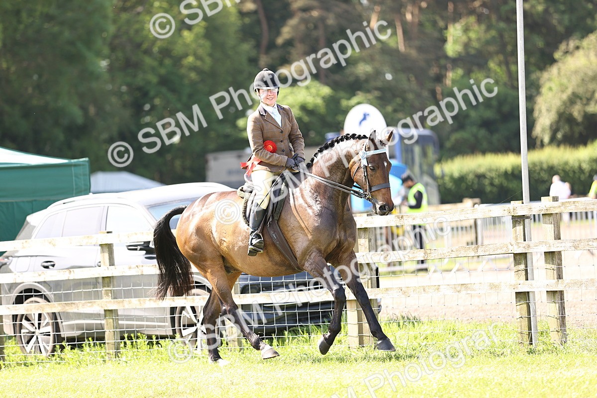 SBM_12955 - Class 75-76 LIHS BSHA Rising Star Hack Riding Horse
