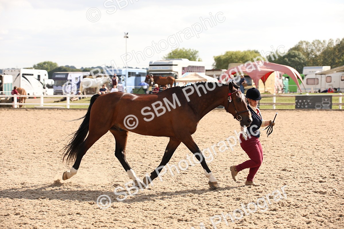 SBM_07416 - Class 26 IH Foreign Breeds -Part bred