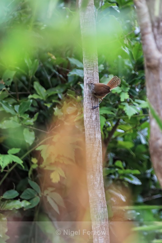 Cabanis's Wren (formerly Plain Wren), Costa Rica - Cabanis's Wren