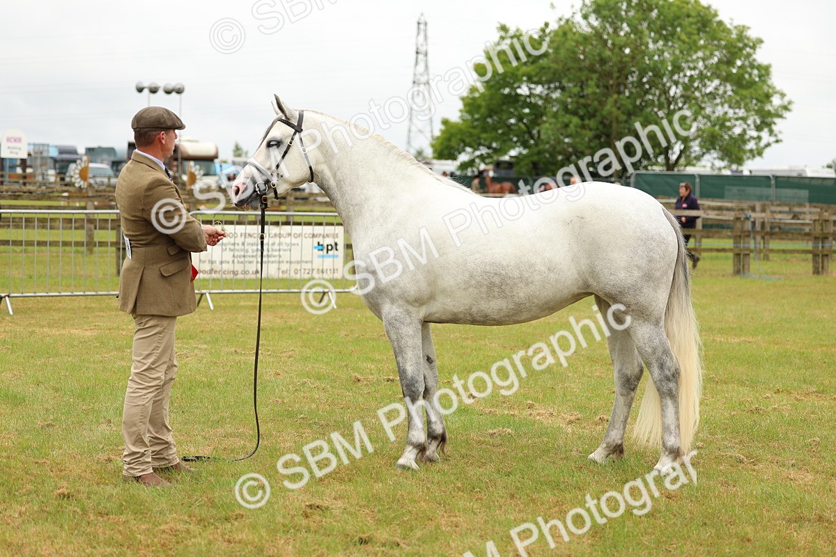SBM_04105 - Class 64-67 - Shetland Pony In Hand