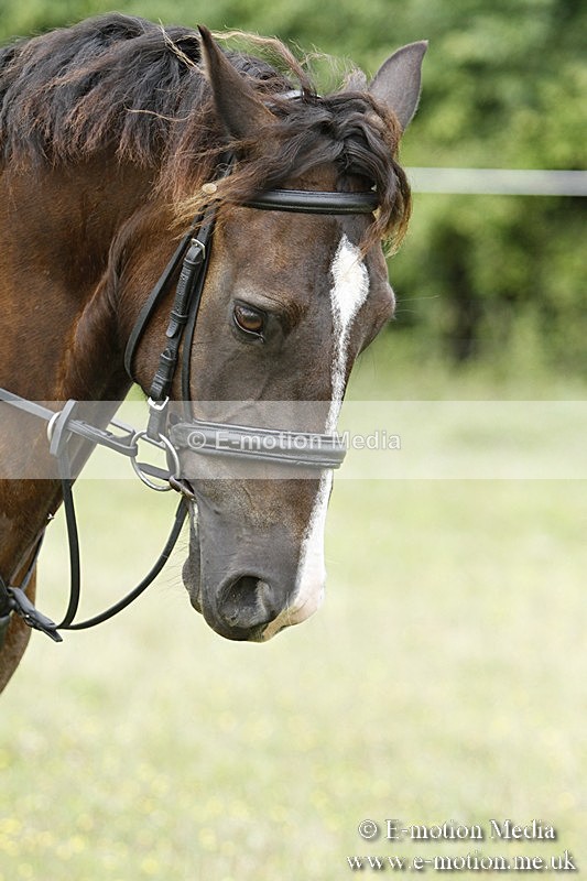 BVR160717-381 - Ring 3 BVRC Show 16/07/17