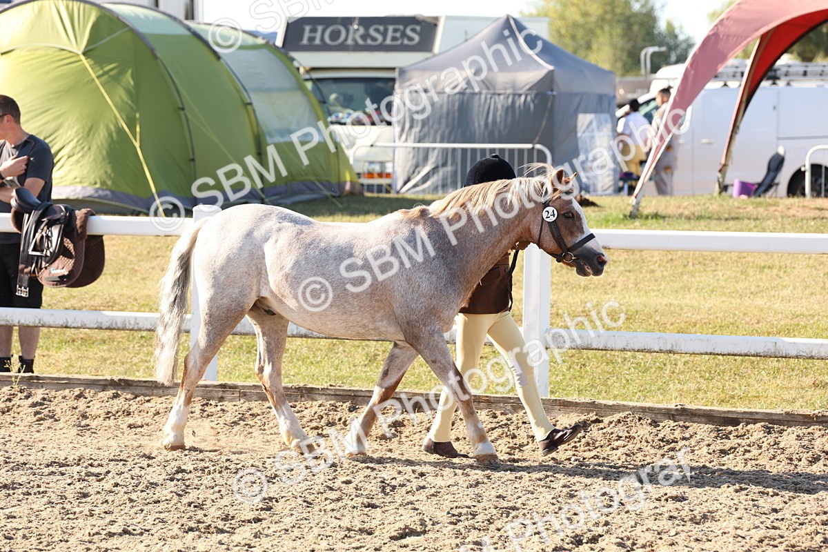 SBM_11658 - Class 203 - Young Handler 11 to 16 years