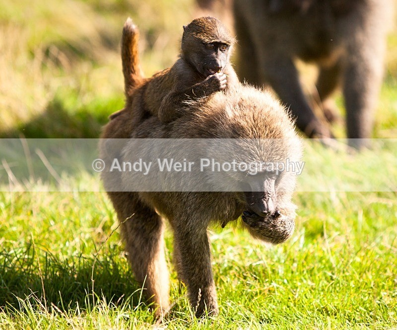 20120903-_MG_9708 - Captive Animals