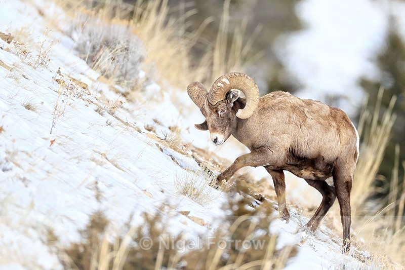Bighorn Sheep (male) scraping at snow-covered ground with hoof - Sheep