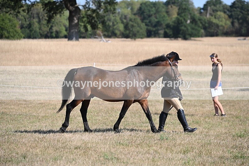 WJ6_7414 - Class 34 Judges Choice