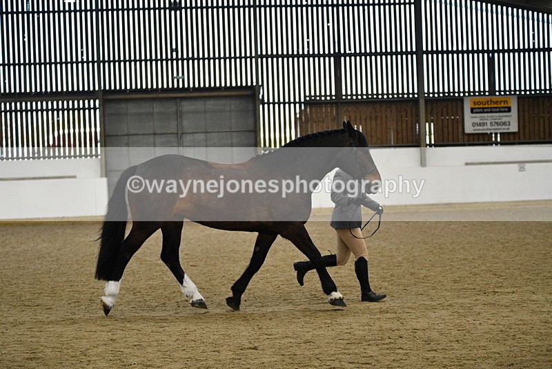 WJ5_5669 - Morning in hand Championship